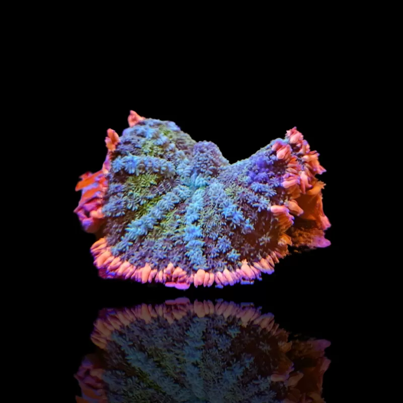 Rhodactis Frankenstein kopen? | Coralandfishstore.nl