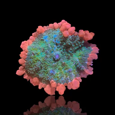 Rhodactis Frankenstein