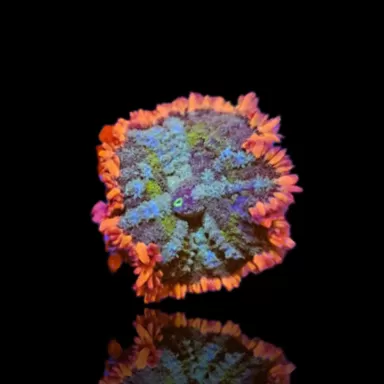 Rhodactis Frankenstein