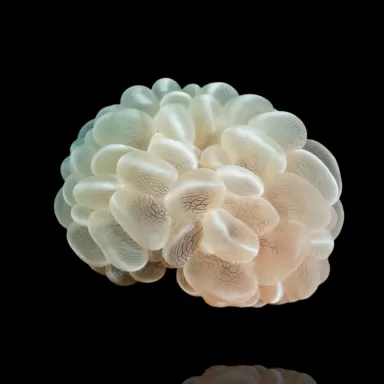 Plerogyra Sinuosa kopen?| Coralandfishstore.nl