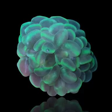 Plerogyra Sinuosa kopen?| Coralandfishstore.nl