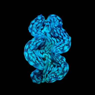 Tridacna squamosa kopen | Coralandfishstore.nl