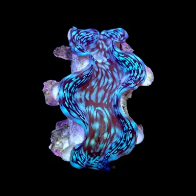 Tridacna squamosa kopen | Coralandfishstore.nl