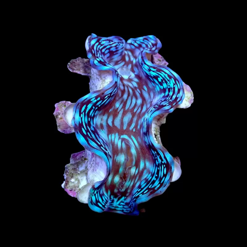 Tridacna squamosa kopen | Coralandfishstore.nl