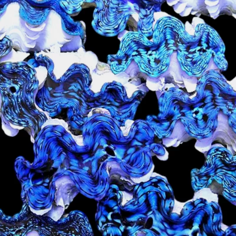 Tridacna squamosa kopen | Coralandfishstore.nl