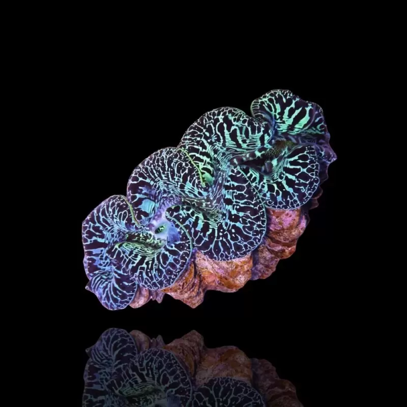 Tridacna maxima ultrablau S+M Kombiangebot