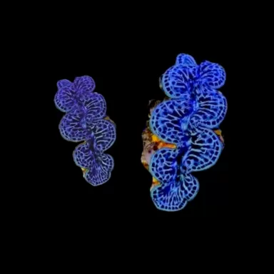 Tridacna maxima ultra blue S+M combi deal