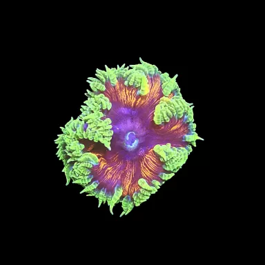 Epicystis crucifer grün mit orangefarbener Mitte