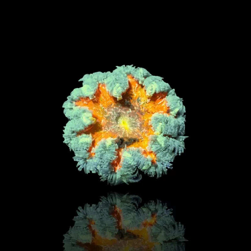 Epicystis crucifer grün mit orangefarbener Mitte