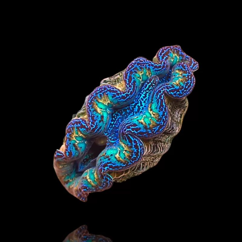 Möchten Sie Tridacna crocea Ultra Grade kaufen?| Coralandfishstore.nl