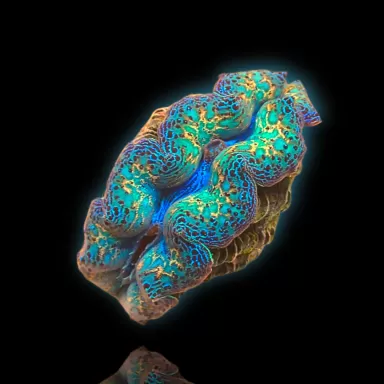 Tridacna crocea ultra grade kopen?| Coralandfishstore.nl