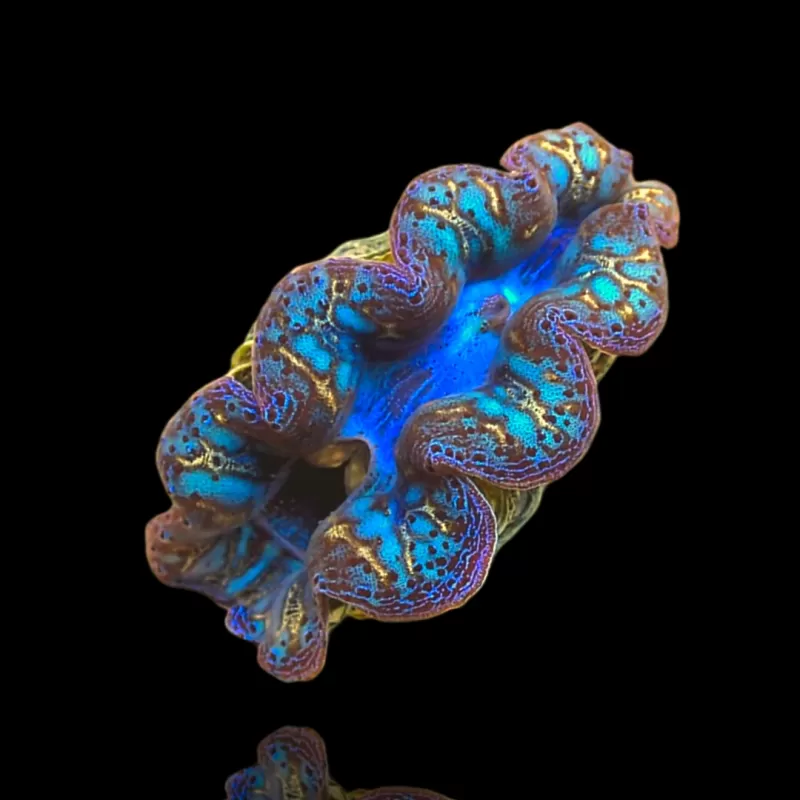 Möchten Sie Tridacna crocea Ultra Grade kaufen?| Coralandfishstore.nl