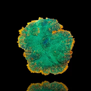 Kaufen Sie Rhodactis Green - Orange Rim | Coralandfishstore.nl