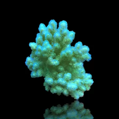 Sinularia Polydactyle Singapore (L)