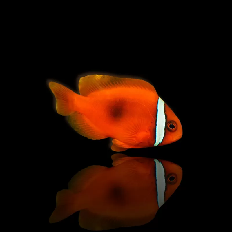 Amphiprion Frenatus| Coralandfishstore.nl