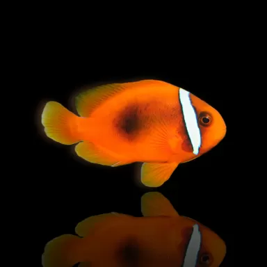 Amphiprion Frenatus