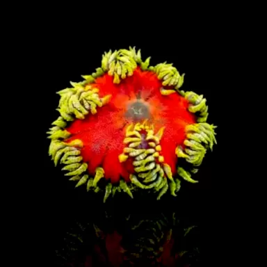 Epicystis crucifer grün mit roter Mitte