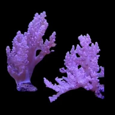 Lithophyton spp. A grade