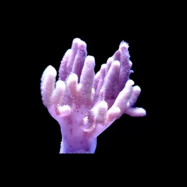 Sinularia asterolobata rosa grün S ca. 5cm