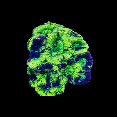 Favia ultragrün veredelt S ca. 2-3cm