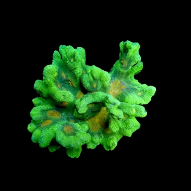 Pectinia-Weltrauminvasoren