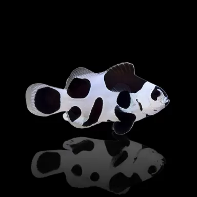 Möchten Sie Amphiprion ocellaris black storm kaufen? | Coralandfishstore.nl