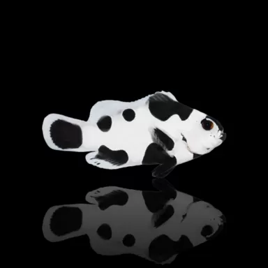 Möchten Sie Amphiprion ocellaris black storm kaufen? | Coralandfishstore.nl