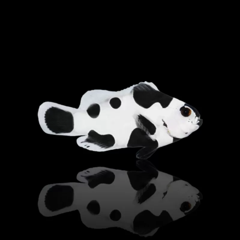 Möchten Sie Amphiprion ocellaris black storm kaufen? | Coralandfishstore.nl