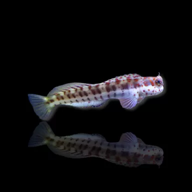 Blenniella chrysospilos