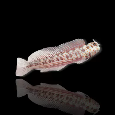 Blenniella chrysospilos kopen ? Coralandfishstore.nl