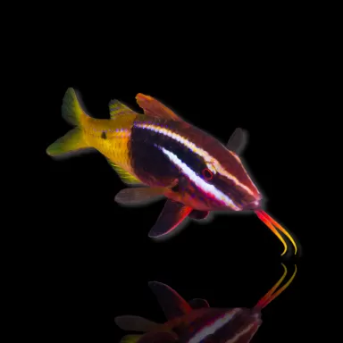 Parupeneus Barberinoides