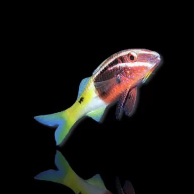 Parupeneus Barberinoides kopen? | Coralandfishstore.nl