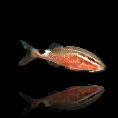 Parupeneus Rubescens