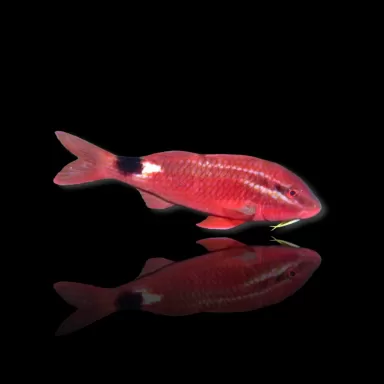 Parupeneus Rubescens kopen? | Coralandfishstore.nl