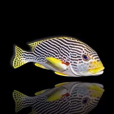 Möchten Sie Plectorhinchus lineatus kaufen? | Coralandfishstore.nl