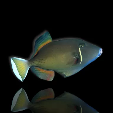 Sufflamen chrysopterus