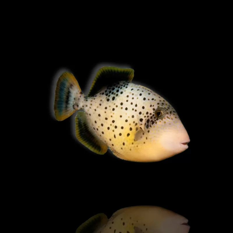 Rhinecanthus flavimarginatus kopen? | Coralandfishstore.nl