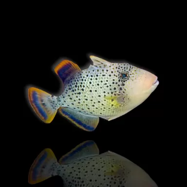 Rhinecanthus flavimarginatus kopen? | Coralandfishstore.nl