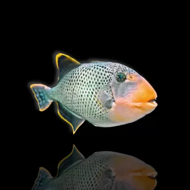 Rhinecanthus flavimarginatus