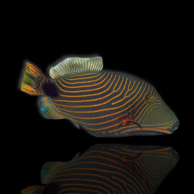 Balistapus undulatus kopen? | Coralandfishstore.nl