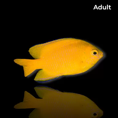 Pomacentrus moluccensis