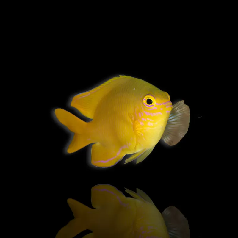 Pomacentrus moluccensis kopen? | Coralandfishstore.nl