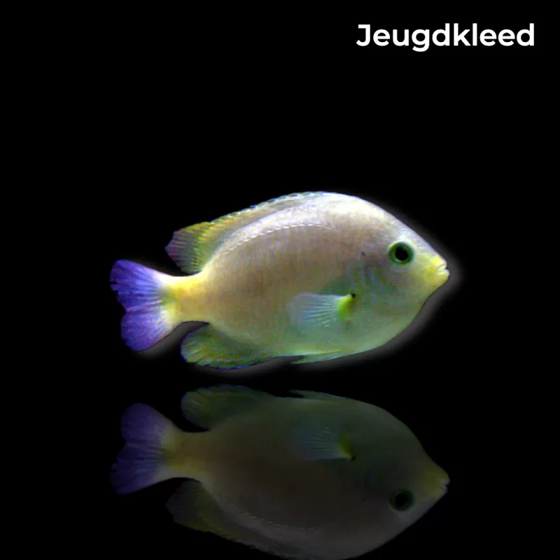 Pomacentrus moluccensis kopen? | Coralandfishstore.nl