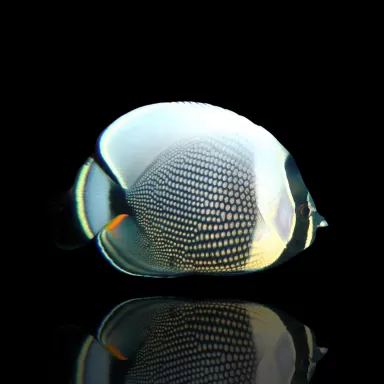 Chaetodon reticulatus