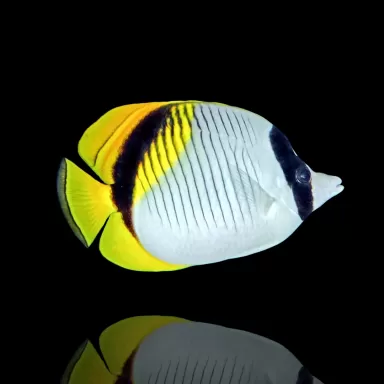 Chaetodon lineolatus