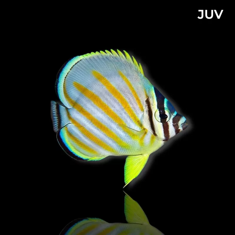 Chaetodon ornatissimus kopen? | Coralandfishstore.nl