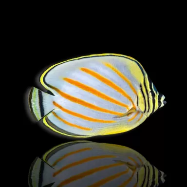 Chaetodon ornatissimus