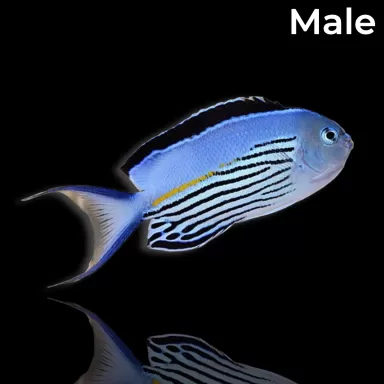 Genicanthus Watanabei Male L