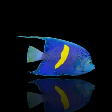 Pomacanthus maculosus kopen? | Coralandfishstore.nl