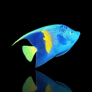 Pomacanthus maculosus